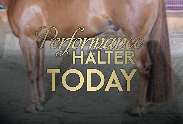 Performance Halter Today