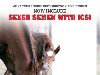 Advanced Equine Reproduction Techniques Now Include Sexed Semen With ICSI