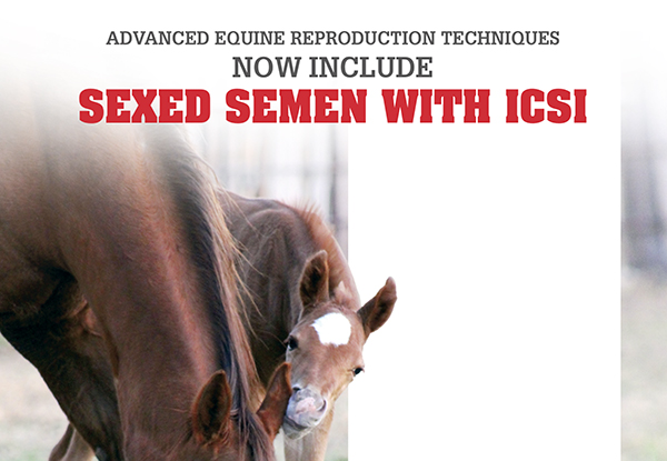 Advanced Equine Reproduction Techniques Now Include Sexed Semen With ICSI