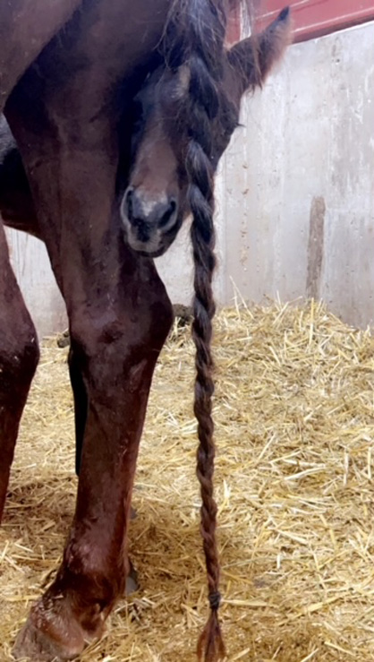 EC Foal Photo of the Day – Peek A Boo!