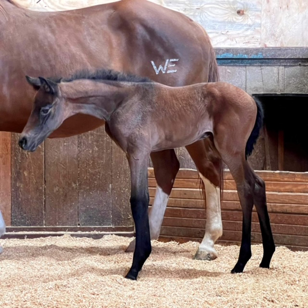 Skys Blue Boy Sires Foal for the First Time Since His Death a Decade Ago