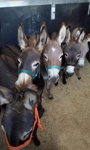 EC Photo of the Day – Hauling …Donkeys