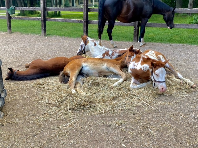 EC Photo of the Day – Napping Together Is Better