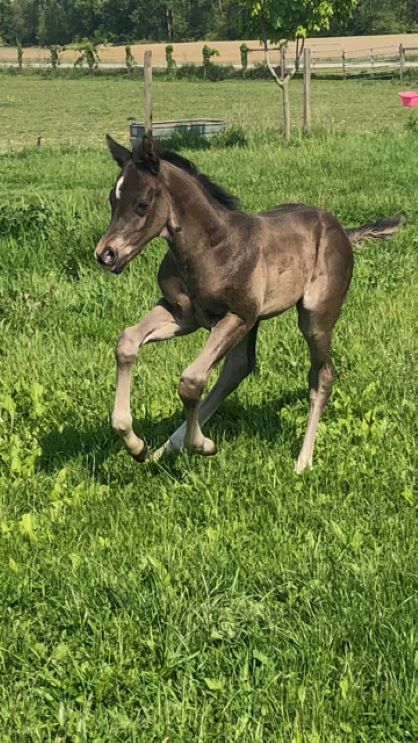 EC Foal Photo of the Day – Loki