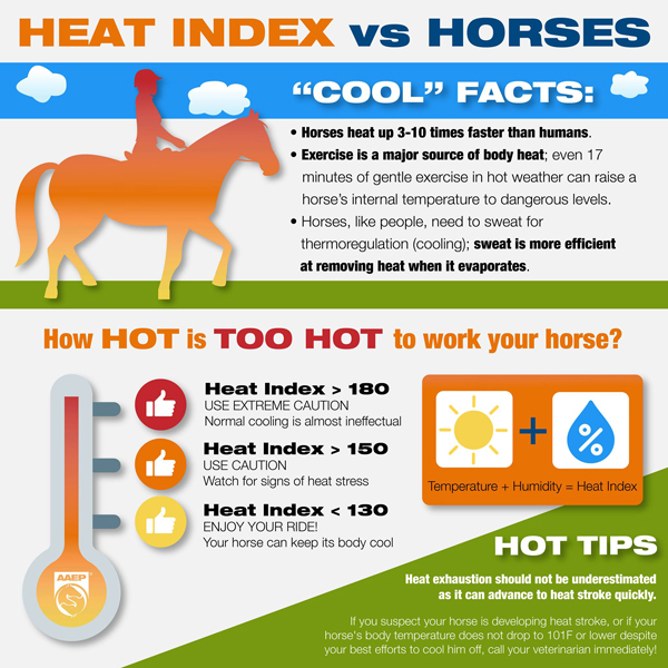Hot Weather and Equines