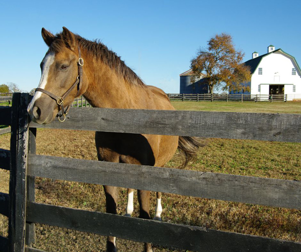 Free American Horse Council Webinar: Understanding the Farm Bill & The “Right to Repair” Bill
