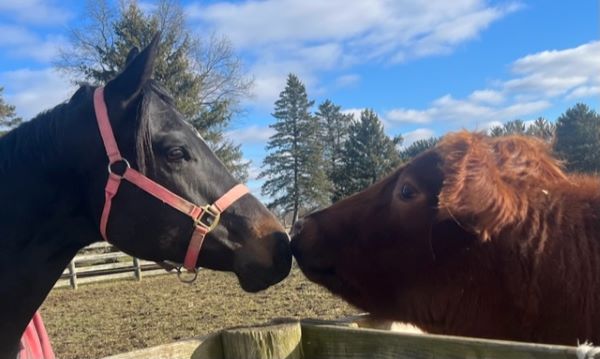 EC Photo of the Day – Vinny and Milo, An Unlikely Pair Revisited