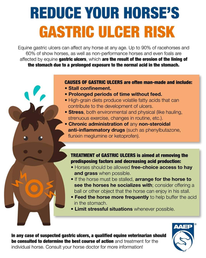 Equine Gastric Ulcers: Special Care and Nutrition