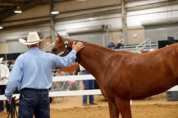 2023 NSBA Markel Insurance Breeders Championship Futurity Yearling Sale Breaks Records