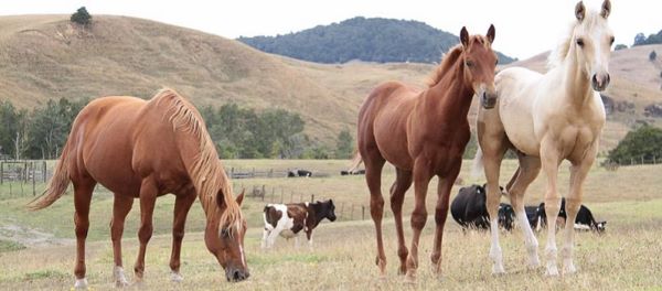 AQHA Breeders: A Legacy