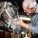 September is Senior Horse Education Month at Equine Guelph