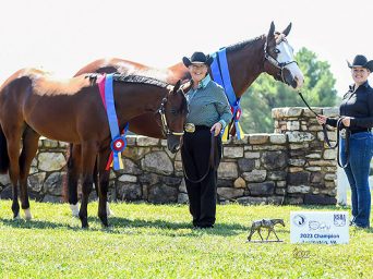 2023 VPHC Virginia Color Classic Futurity Results