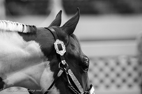 Around the Rings – 2023 Virginia Color Classic Futurity Show