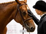 Around the Rings – 2023 Illinois QHA Futurity & Fall Show
