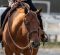 Who Is Your Favorite Up-And-Coming Horse? Who Is Your Favorite Up-And-Coming Horse?