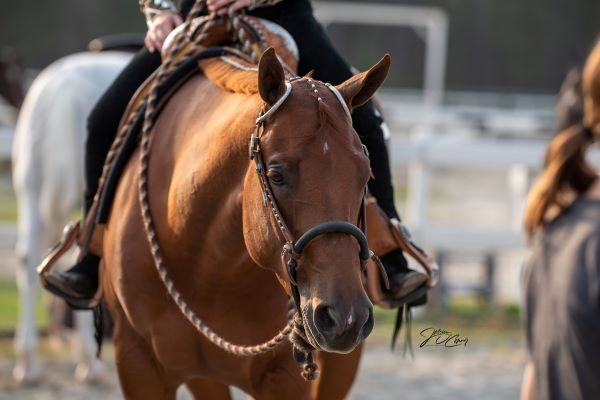 Who Is Your Favorite Up-And-Coming Horse?