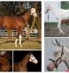 Splashed White 8 Discovered by UC-Davis Researchers