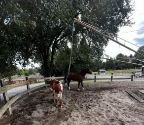 EC Photo of the Day – You Know You’re Not A Horse, Right?