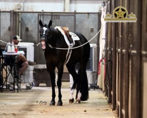 EC Photo of the Day – Horse Show Hangover