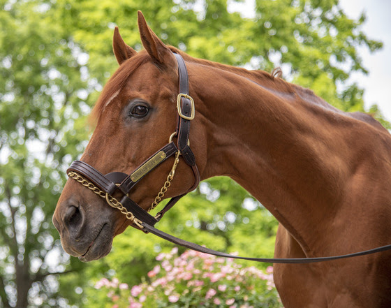 Point Given, 2001 Preakness & Belmont  Stakes Winner, Dies at 25