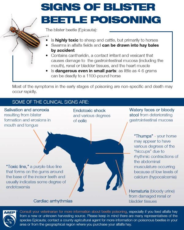 Signs of Blister Beetle Poisoning