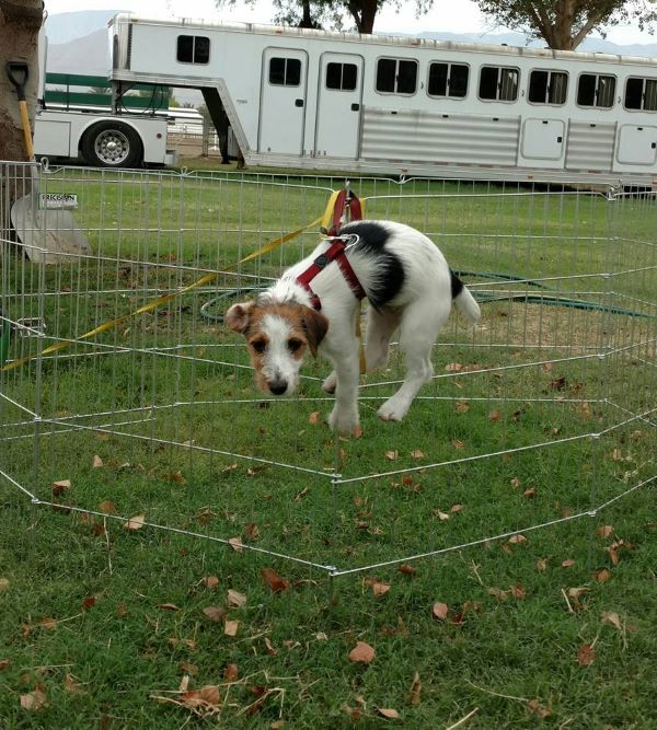 EC Photo of the Day – Let’s Hang Out at the Horse Show