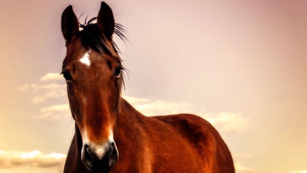 UC Davis Identifies and Confirms Genetic Cause of Night Blindness in Certain Breeds