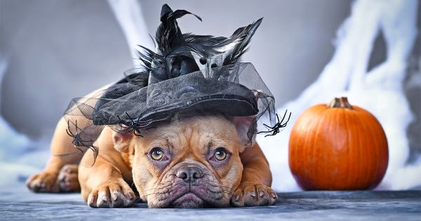 Calling Ocala Pups for a Canine Costume Contest