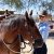 EC Blog – My Horse, My Hero