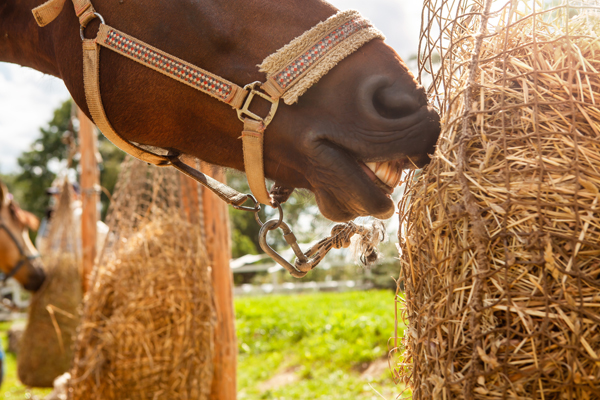 Strategic Horse Feeding: Switching Feeds
