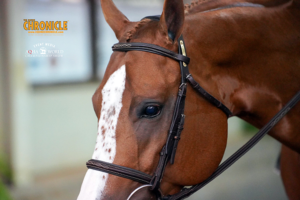 2023 AQHA World Show Wednesday Winners – November 1st