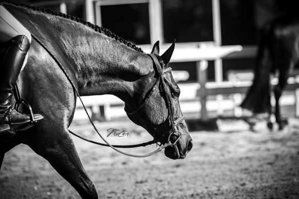 EC Photo of the Day – A Horse Is A Thing of Beauty