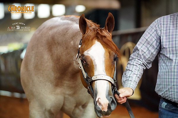 Tammy Bradshaw wins Amateur Select Yearling Colts with TB Mr Hollywood