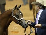 Around the Rings Candids at the 2023 AQHA World Show