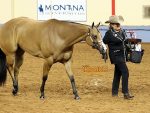 2023 AQHA World Show Saturday Winners – November 11th