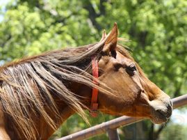 Check Broodmare Hay for Fescue