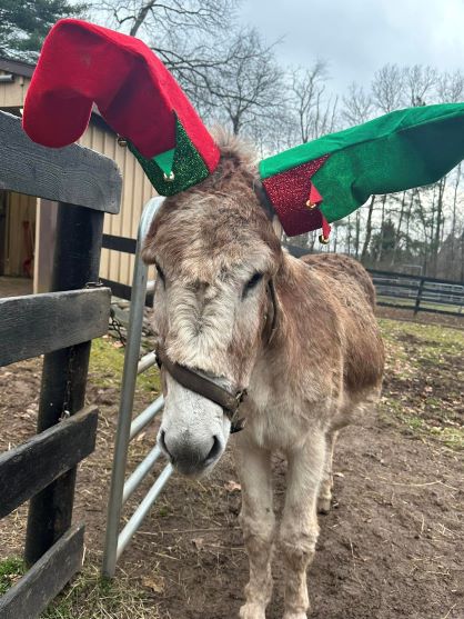 EC Photo of the Day – Larry the Donkey is Ready for Santa
