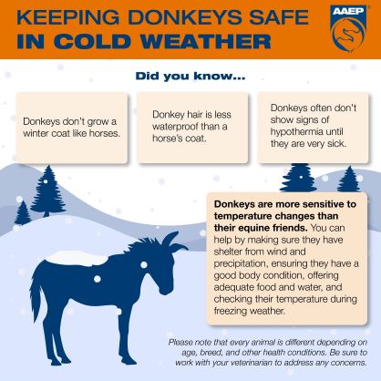 Donkeys Need More Protection in Winter