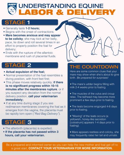What to Expect When You’re Expecting (A Foal!)