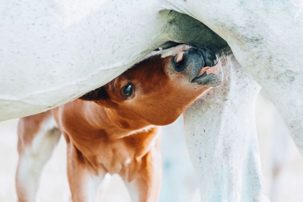 Using pH Strips to Predict the Timing of Foal Birth