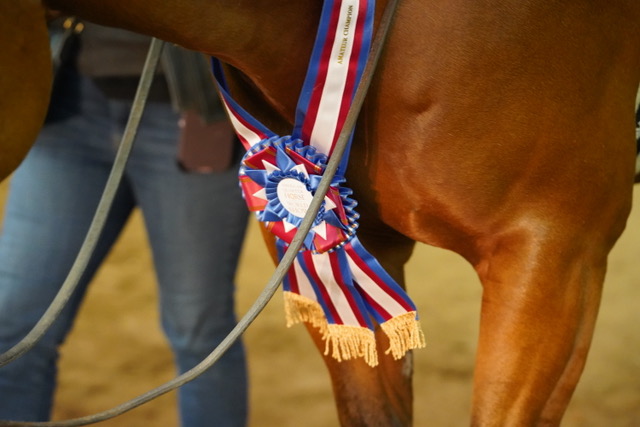 The Evolvement of Horse Shows: Have They Become A Luxury Hobby?
