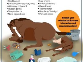 The Essential Foaling Kit and Care of the Neonatal Foal