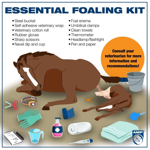 The Essential Foaling Kit and Care of the Neonatal Foal