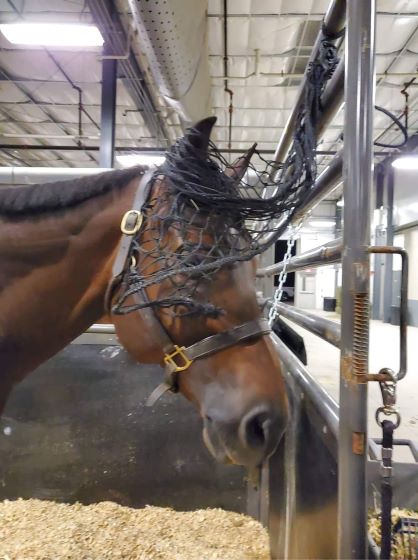 EC Photo of the Day – Does This Veil Look Good with My Eyes?