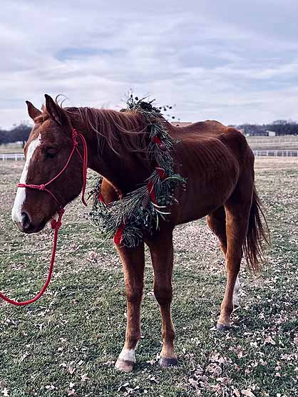 What To Do When You See the Unthinkable: Animal Neglect