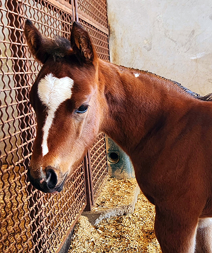 EC Foal Photo of the Day – Baby Arrow