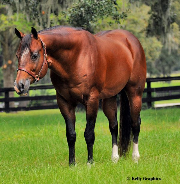 AQHA Stallion Certain Potential Passes