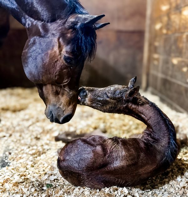 EC Foal Photo of the Day – Welcome to Fendi!