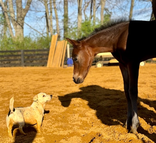 EC Foal Photo of the Day – Meet Boujee!