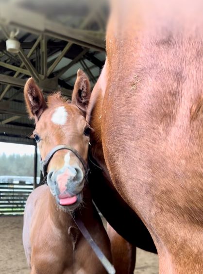 EC Foal Photo of the Day – Tongue Out Thursday